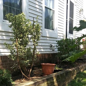 Bush Trimming by Williams pressure wash and lawnservices reviewed on August 18, 2025
