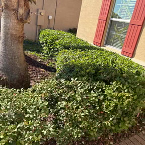 Bush Trimming by Quick Request Landscaping reviewed on August 18, 2025
