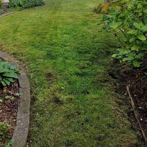 grass maintenance by Big Al’s Lawn Care reviewed on May 11, 2024