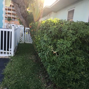Bush Trimming by Luxury Lawn Care reviewed on August 21, 2025