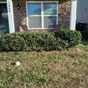 Bush Trimming by 66landscaping LLC reviewed on August 15, 2025
