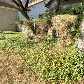Bush Trimming by B&SS reviewed on August 21, 2025