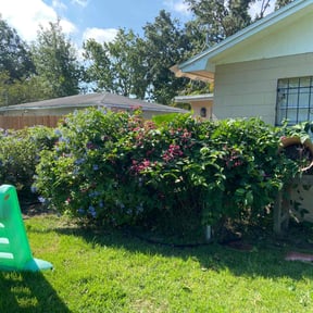 Bush Trimming by Long Logistics Services LLC reviewed on August 18, 2025