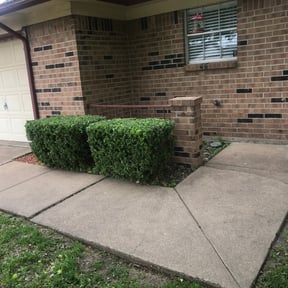 Bush Trimming by Ezlycut landscaping reviewed on August 18, 2025