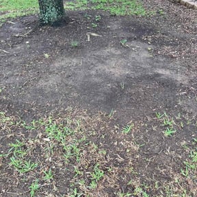 Leaf Removal by Green landscapes &amp; Paver installer  reviewed on September 6, 2025