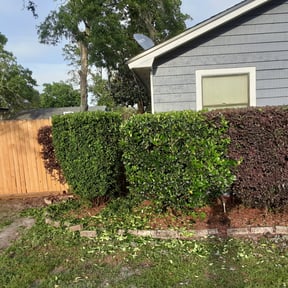 Bush Trimming by Phil's Hauling reviewed on August 21, 2025