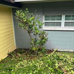 Bush Trimming by Landon Tipton reviewed on October 24, 2025