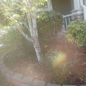 Bush Trimming by Pro-Green Landscaping Orlando, LLC reviewed on August 17, 2025