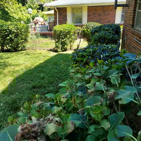 Bush Trimming by Precision Landscaping & more reviewed on August 16, 2025