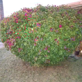 Bush Trimming by All Exclusive reviewed on August 19, 2025