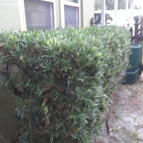 Bush Trimming by Gravity Landscaping reviewed on August 16, 2025