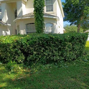 Bush Trimming by BB United reviewed on August 18, 2025