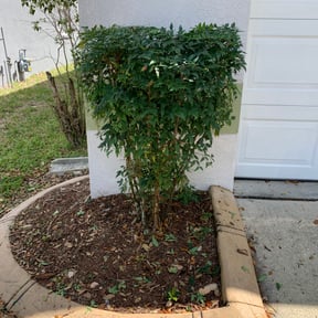 Bush Trimming by Verns Lawncare LLC reviewed on August 18, 2025