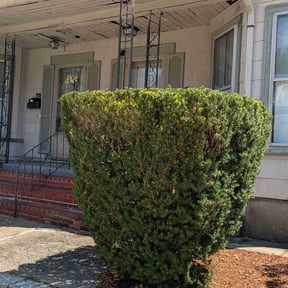 Bush Trimming by Crowder's lawn care reviewed on August 18, 2025