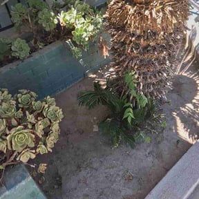 Flower Bed Weeding by Lawn Salon reviewed on August 19, 2026