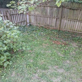 Bush Trimming by Devereaux Lawncare.... reviewed on November 20, 2025