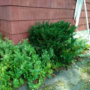 Bush Trimming by Lawn Hope reviewed on November 27, 2025