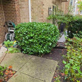 Bush Trimming by ASC Home Solutions reviewed on October 22, 2025
