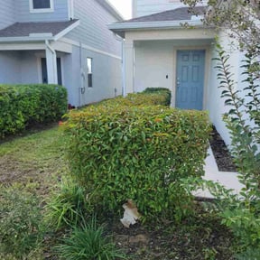 Bush Trimming by W. D. Giampa Lawn &amp; Landscapes, INC. reviewed on October 23, 2025
