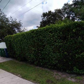 Bush Trimming by NoBreak4Landscape reviewed on June 11, 2025