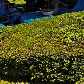 Bush Trimming by Rush Lawn Mowing Service reviewed on May 31, 2026