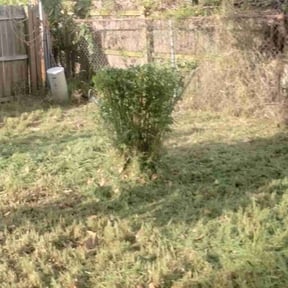 Bush Trimming by Mauler Mowing LLC reviewed on August 19, 2025