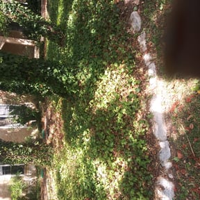 Bush Trimming by Andrew James Property Maintenance reviewed on August 17, 2025
