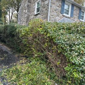 Bush Trimming by Chicago Lawn Care & Snow Removal reviewed on August 16, 2025
