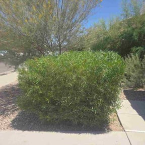 Bush Trimming by Branch Out reviewed on June 8, 2026