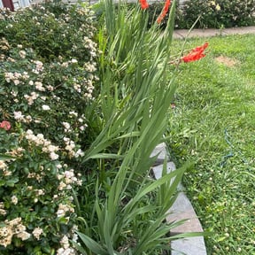 Flower Bed Weeding by L&P.inc reviewed on August 19, 2025