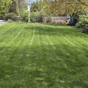 grass cutting by Lawn &amp; Yard care services reviewed on August 21, 2025