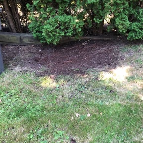 Leaf Removal by Bradley Taylor reviewed on August 20, 2025