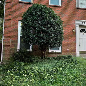 Bush Trimming by Crawford’s Property Management reviewed on October 22, 2025