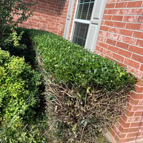Bush Trimming by EOW 618 lawn care reviewed on August 17, 2025