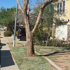 Bush Trimming by Dunn it all while Dustin competition reviewed on October 24, 2025