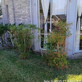 Bush Trimming by Hargett lawn services reviewed on October 24, 2025