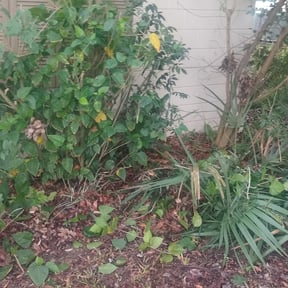 Bush Trimming by Sims Family Lawncare Service reviewed on August 15, 2025