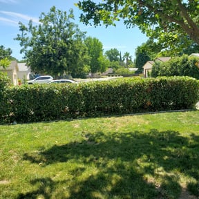 Bush Trimming by USA Lawncare Inc reviewed on August 20, 2025