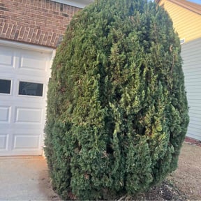Bush Trimming by Mojica Lawn Care reviewed on November 21, 2025