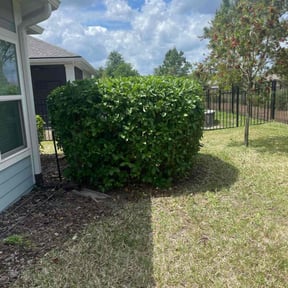 Bush Trimming by New leaf Landscaping reviewed on August 17, 2025