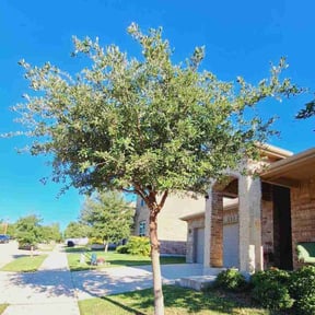 Tree Trimming by Top Turf L.L.C reviewed on August 19, 2025