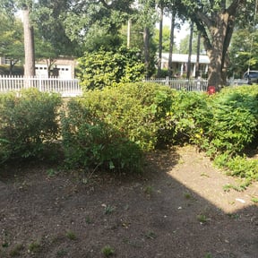 Bush Trimming by Pristine Professionals reviewed on August 17, 2025