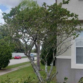 Bush Trimming by Atkins Lawn Care reviewed on August 20, 2025