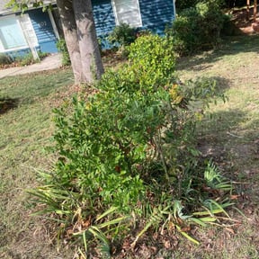 Bush Trimming by Jimenez Family Landscape reviewed on November 24, 2025