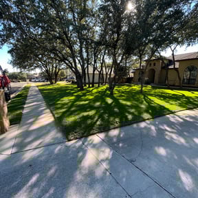 Leaf Removal by Oak Tree Landscaping reviewed on August 15, 2025