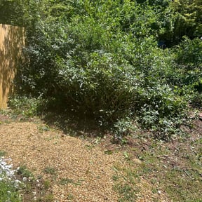 Bush Trimming by Cutters Lawn Care reviewed on August 16, 2025