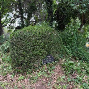Bush Trimming by M&amp;A landscaping reviewed on May 8, 2026