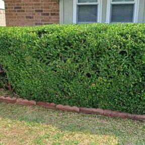 Bush Trimming by Weed Whackers reviewed on August 16, 2025