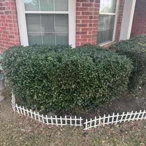 Bush Trimming by Livery Services LTD, llc reviewed on December 26, 2025