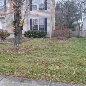 Leaf Removal by Nicolson's reviewed on November 24, 2025